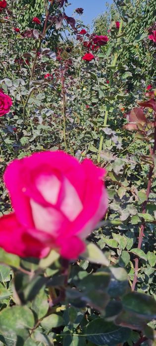 Атиргул кучатлари сотилади