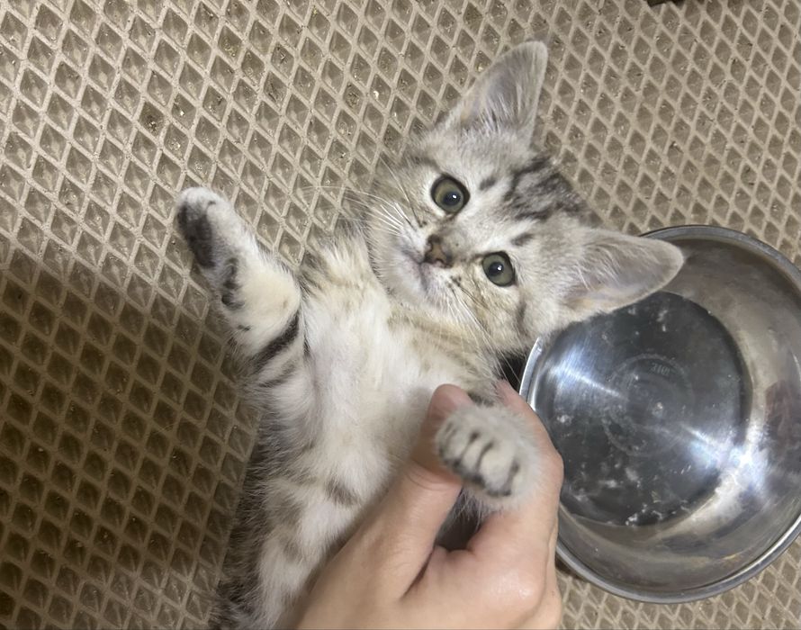 Продам шотланского мальчика