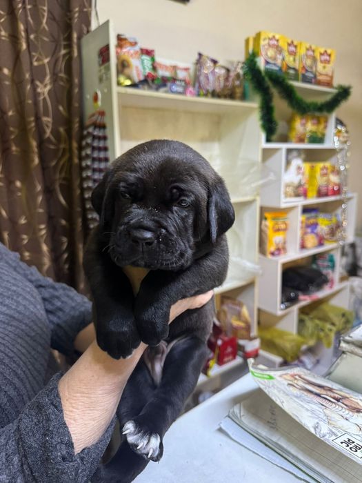 Продажа щенков Кане Корсе