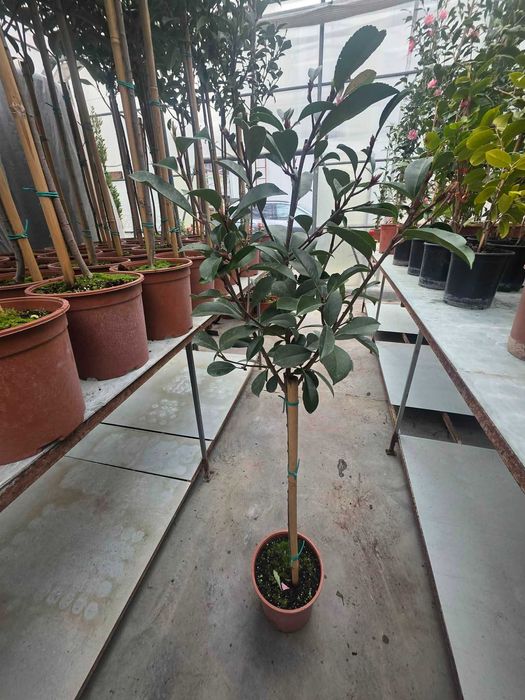 Фотиния (Photinia) – декоративна вечнозелена щамба