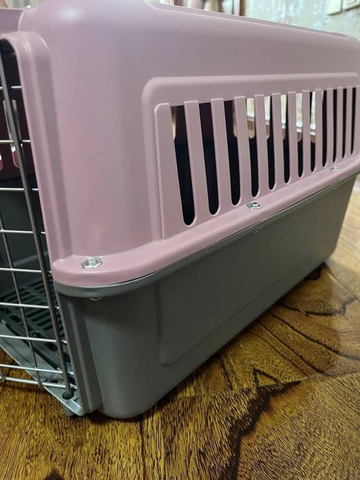 Scottish Straight mushuk+ Orginal katta qafasi bilan!