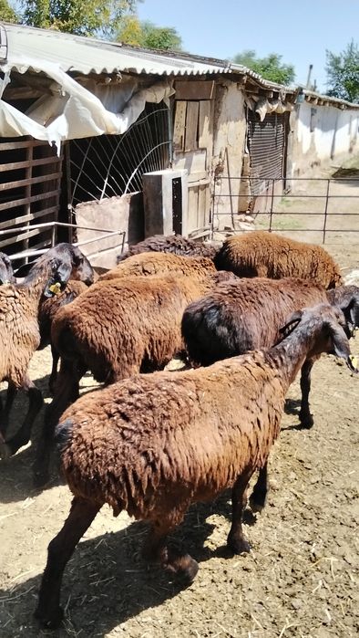 Кисарски урхашы токты сатлады 10 бас