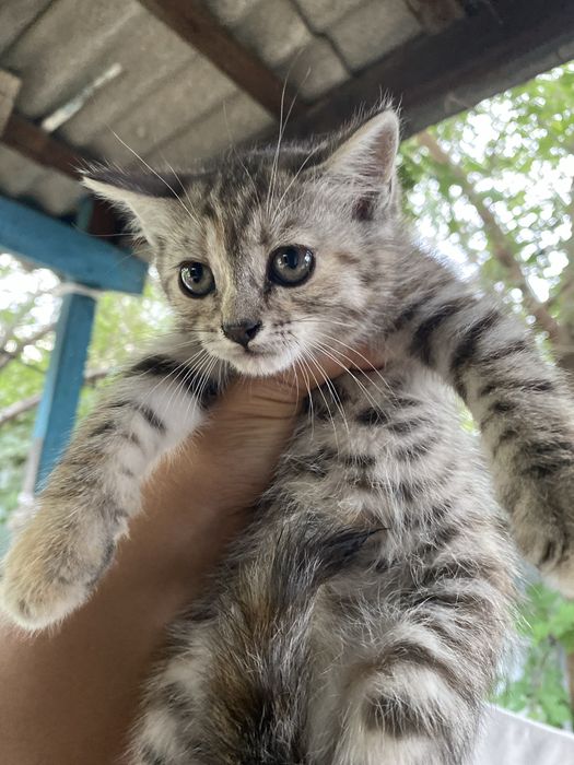 Отдам котят бесплатно