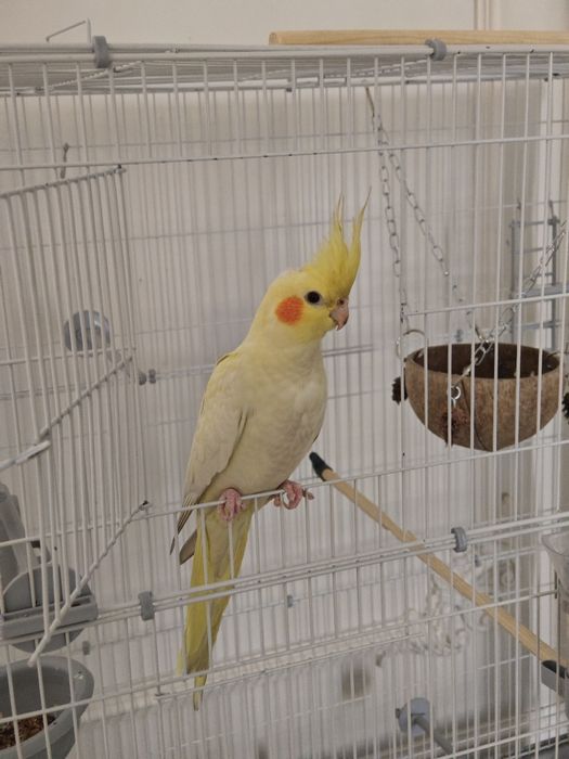 Продам Корелла -6 мес