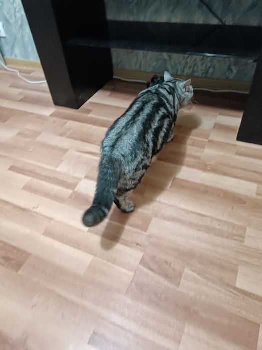 Мысық сатамын 250 000