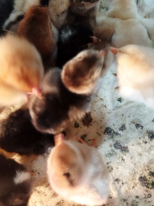 Продам домашних суточных цыплят