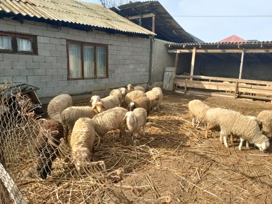 Домашние овцы имеются в продаже