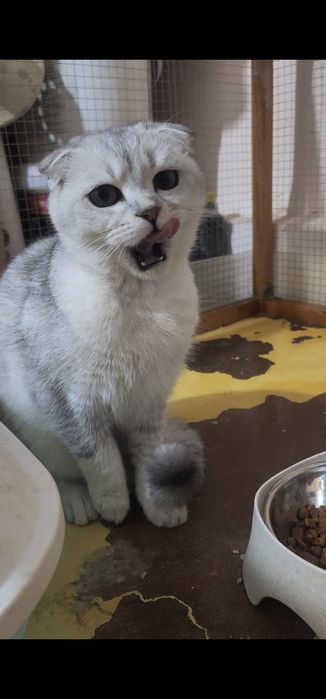 Зоттор британ киз мушук