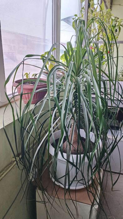 Нолина.          .