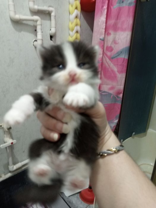 мушукчалар 1 ярим ойлик хадияга берилади сергили янги хаёт район