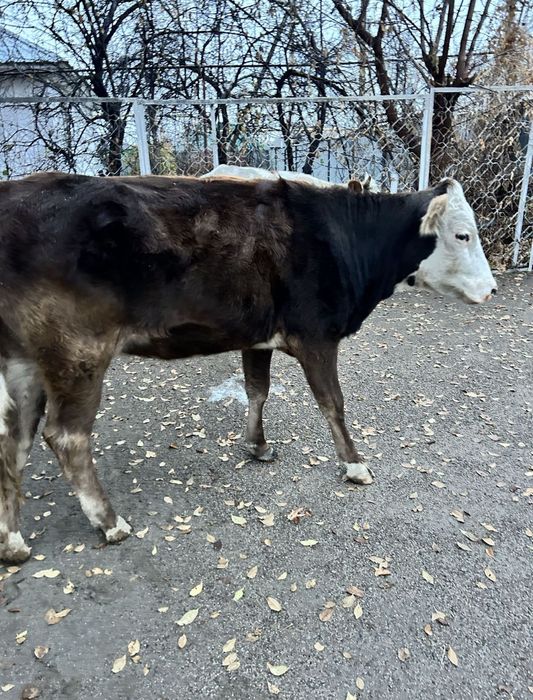 Сиыр еті,тана еті,жылқы еті,бордақы ет,мясо конины,говядина,полтарашка
