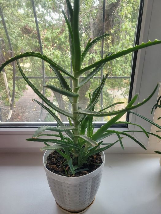 Алоэ цветок алоэ