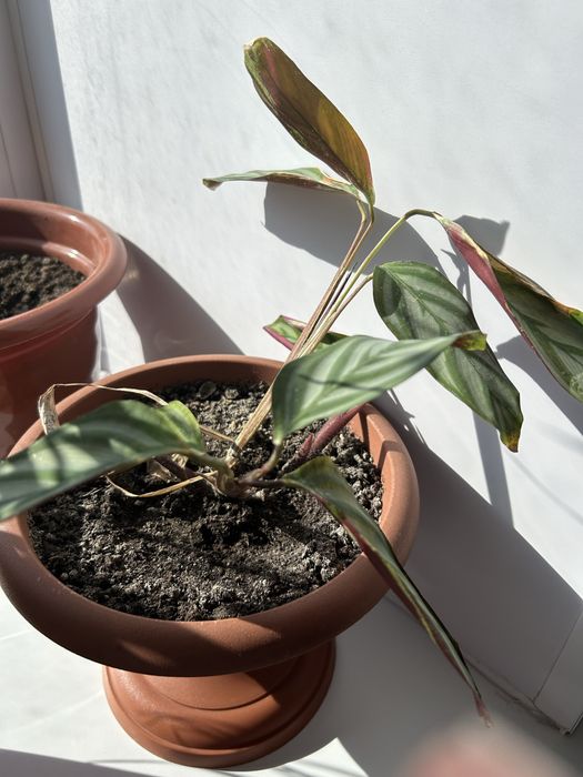 Цветы комнатные продам