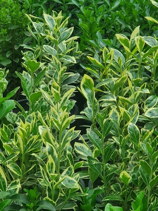 Kustarnik - Enomius Japonica