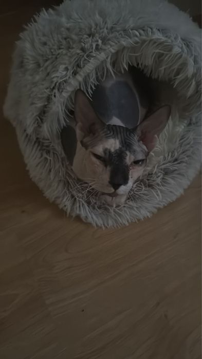 Кот сфинкс в хорошие руки