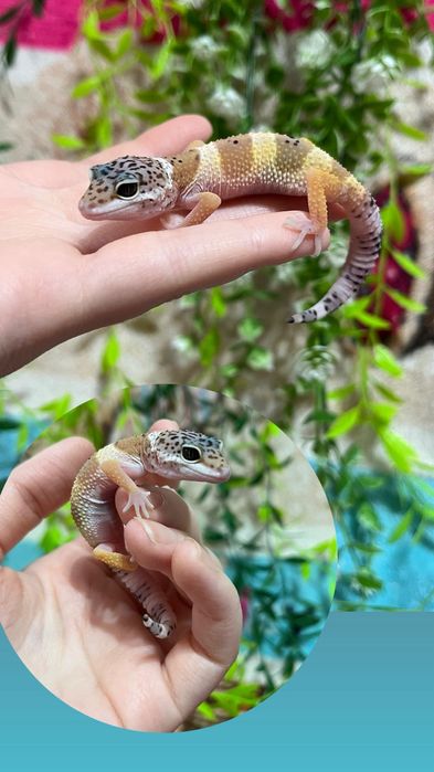 Яркие малыши эублефары