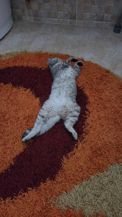 Продам кошку девочку