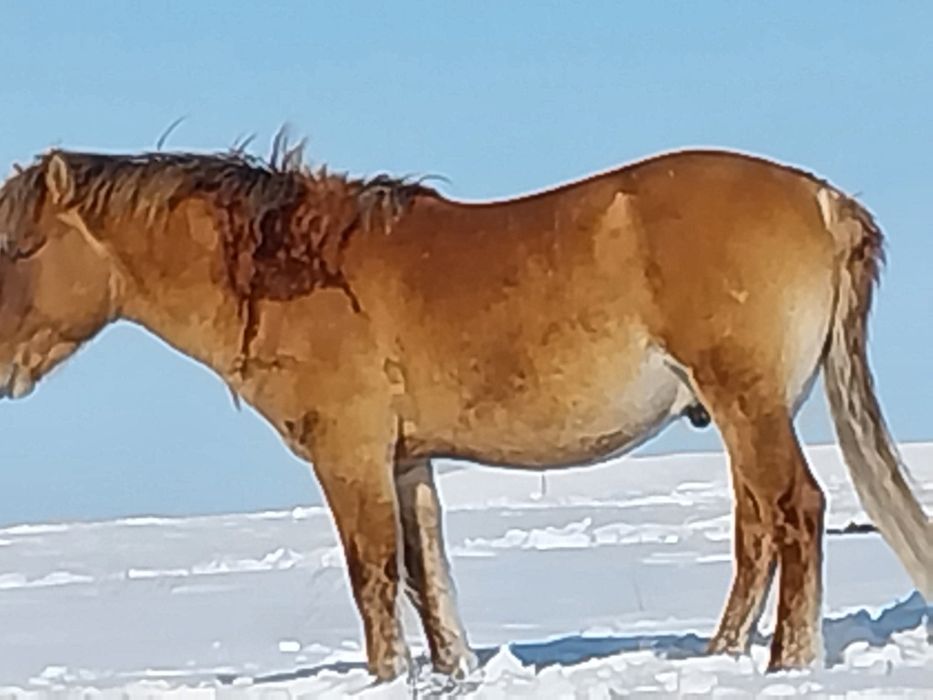Шамші Қалдаяқов ауылы