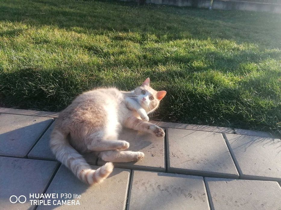 Donez pisica frumoasa și blândă 7 luni