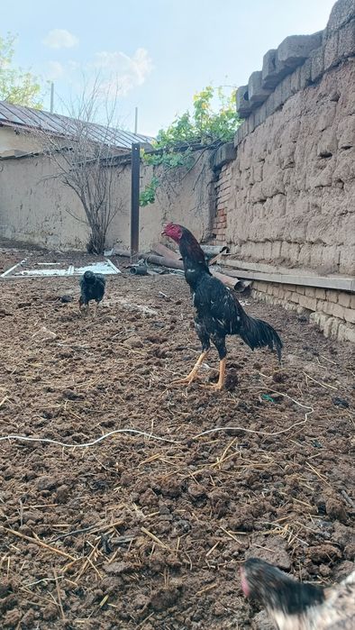 Dakan joja xoroz sotiladi