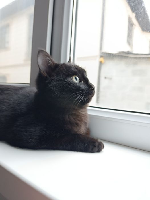 Котенок ищет дом