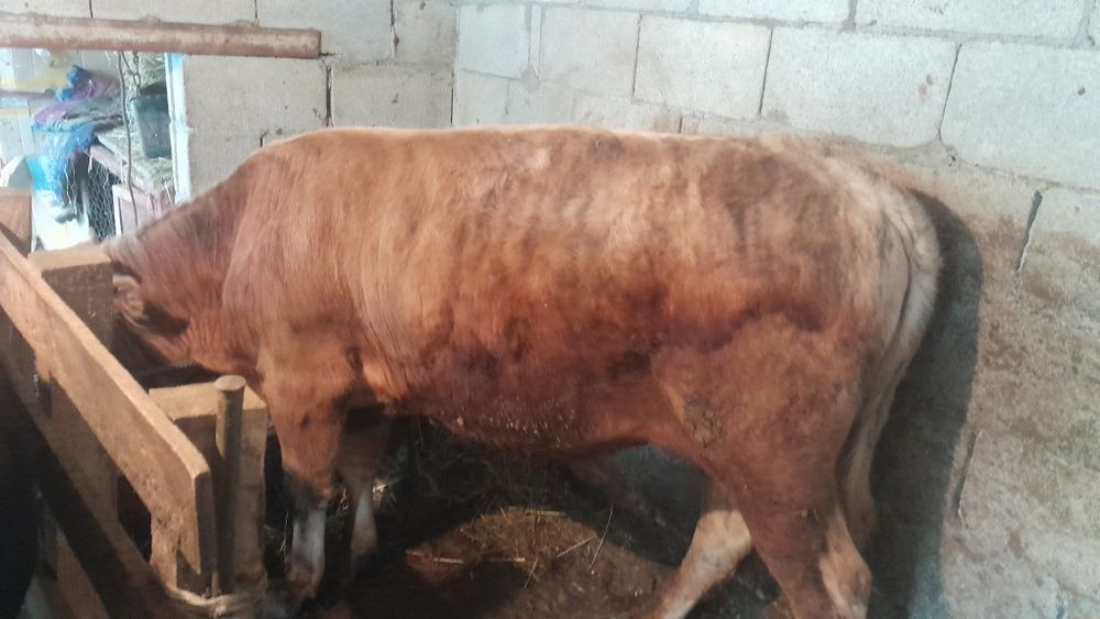 Продам Бычка 1.5 года