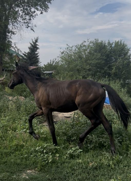 Таза кан тай сатылады ургашы