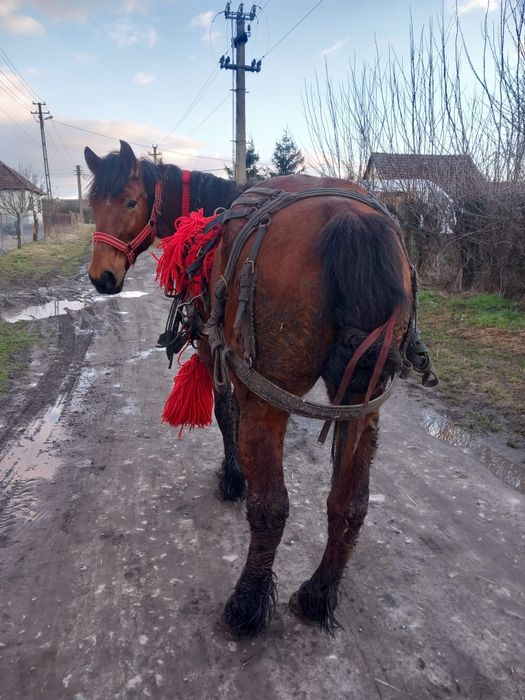 De vânzare iapa garantată de ham gestanta de 5 luni