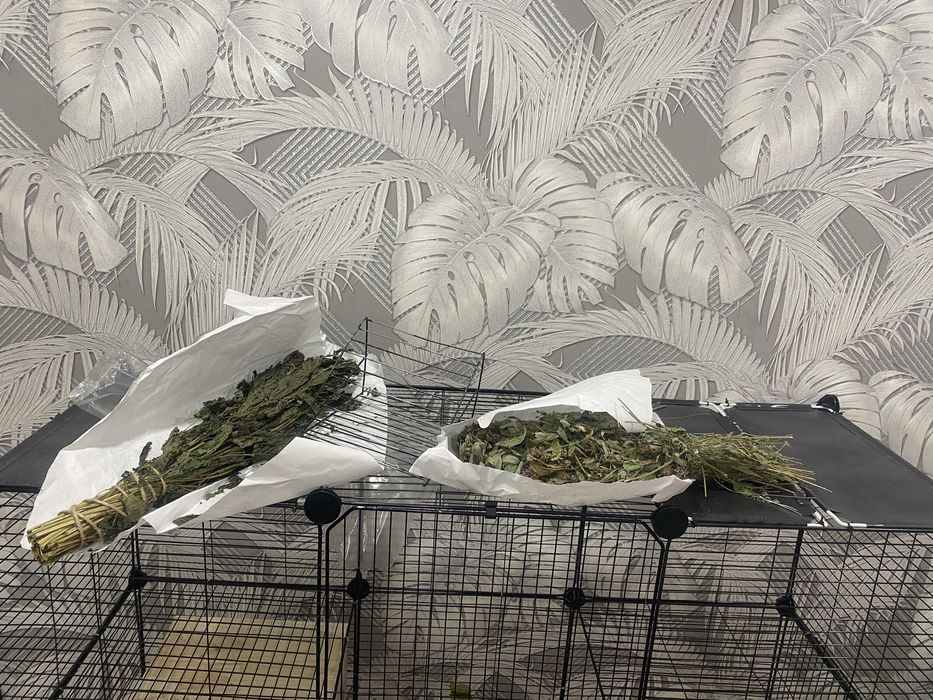 Продам шиншилл мальчик и девочка