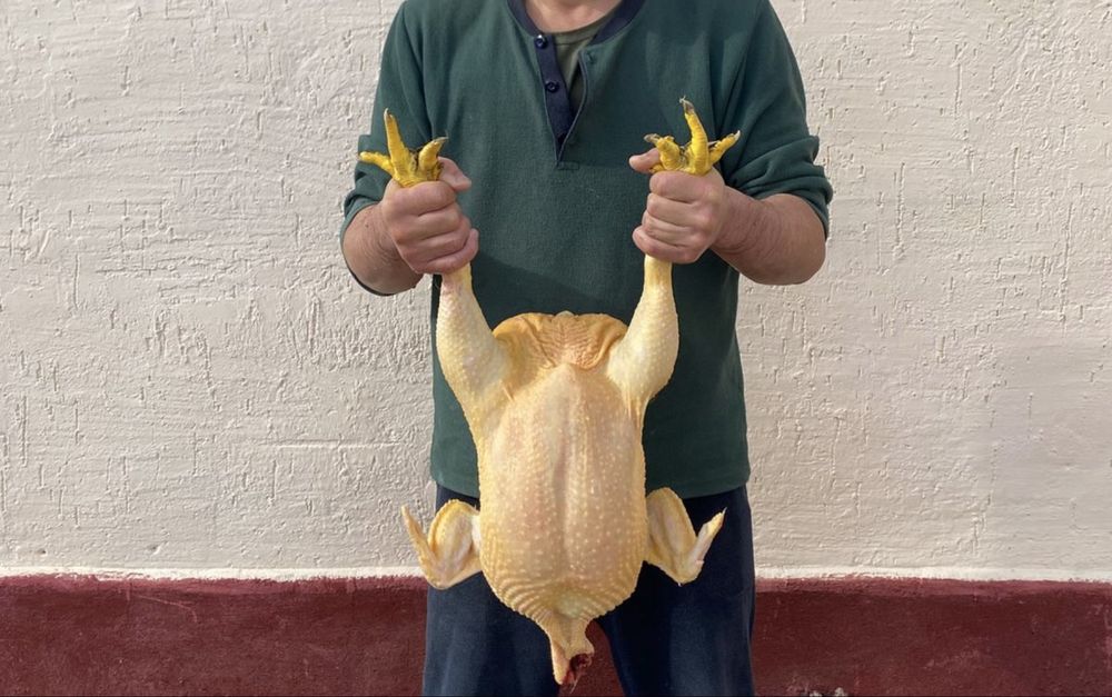 Бройлер балапандар.