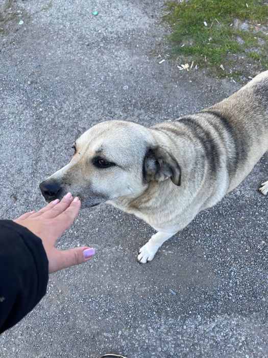 Ще подаря младо куче пазач (стерилизирано)