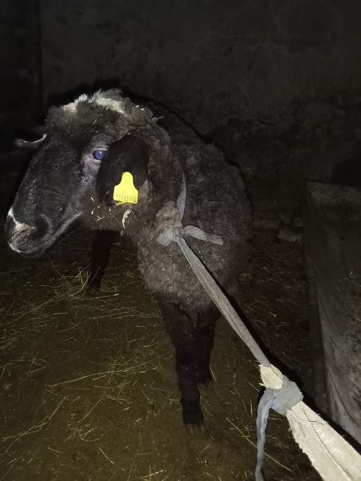 Қошқар семіз  ...