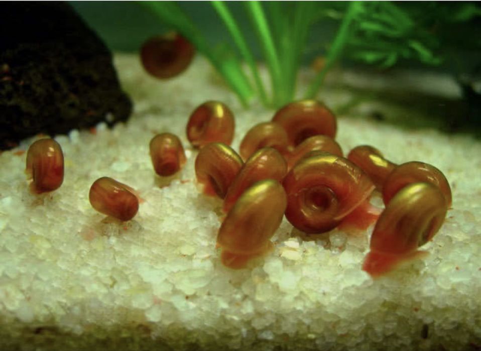 Улитка катушка