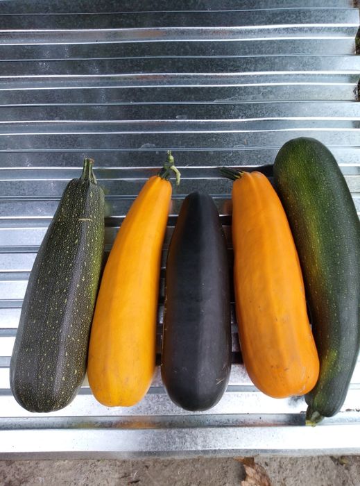 Продам кабачки домашние