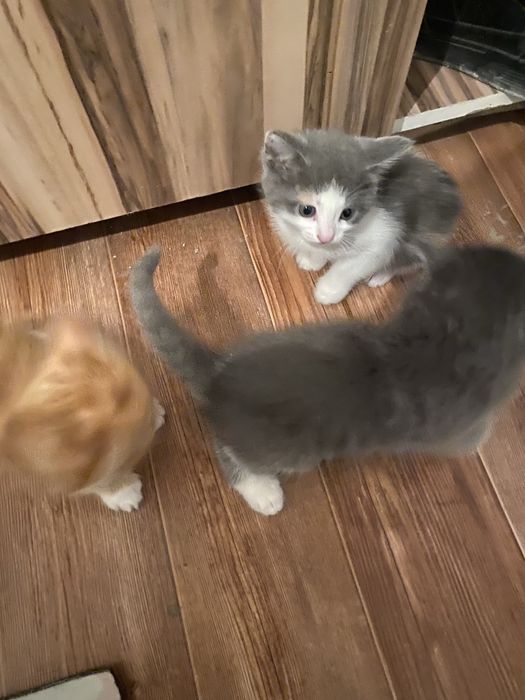 Милые котята ищут новый дом