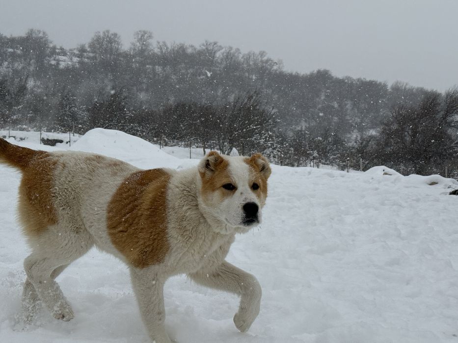 Продаются щенки! Тобет!