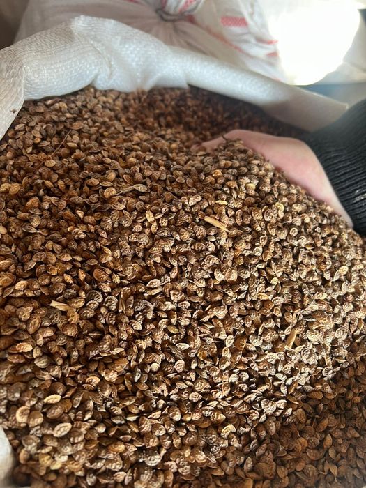 Vând semințe lucernă