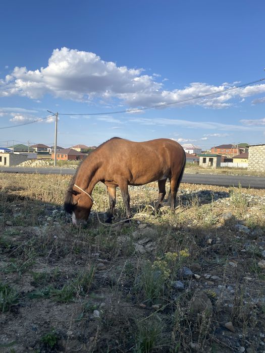 Продам 2 пони. Еркек ұрғашы пони сатылады