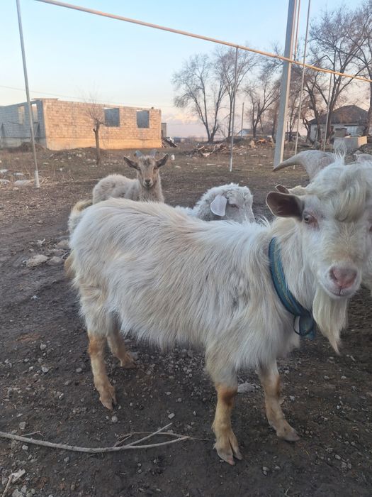 Козы казёл каза продам