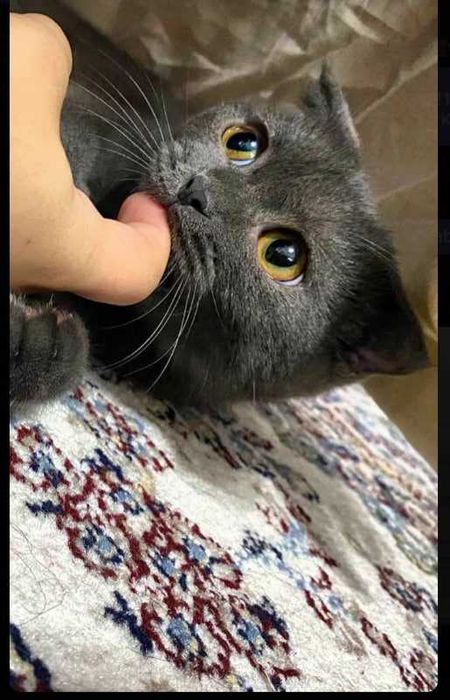 Скотиш фолд девочка