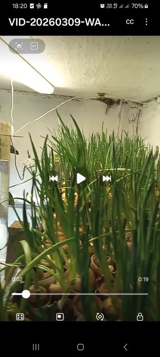 Зелёный лук с доставкой