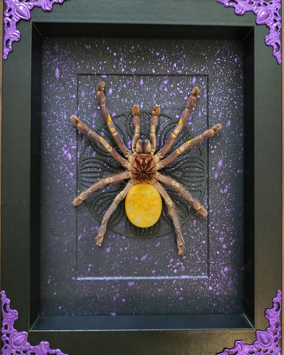 Vand tarantule vii și tablouri