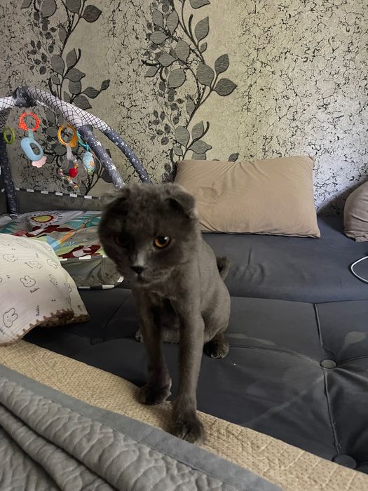 Отдам кота вислоухого
