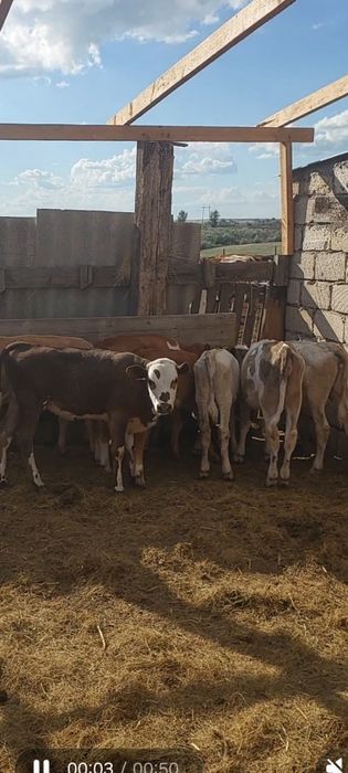Продам телят тёлочки