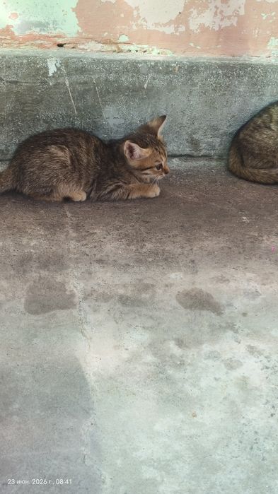 Отдам бесплатно котят в хорошие руки