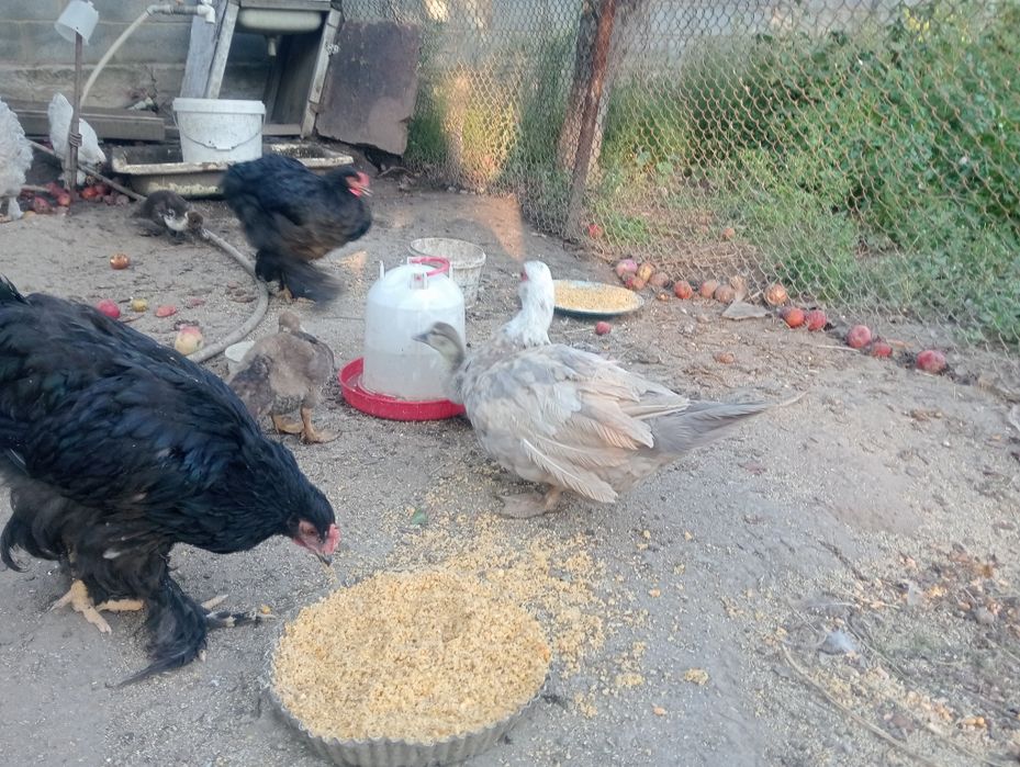 Продам домашную птицу.