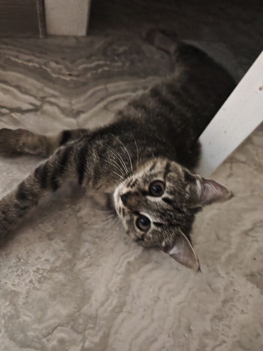 Отдам котенка в хорошие руки!