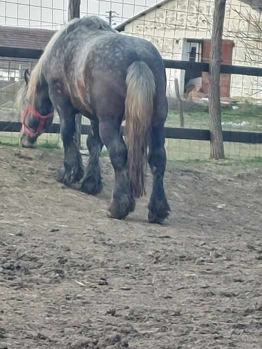 Vand armasar sur de 3 ani