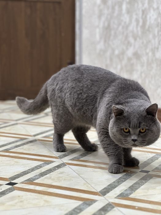 Вязка  британца