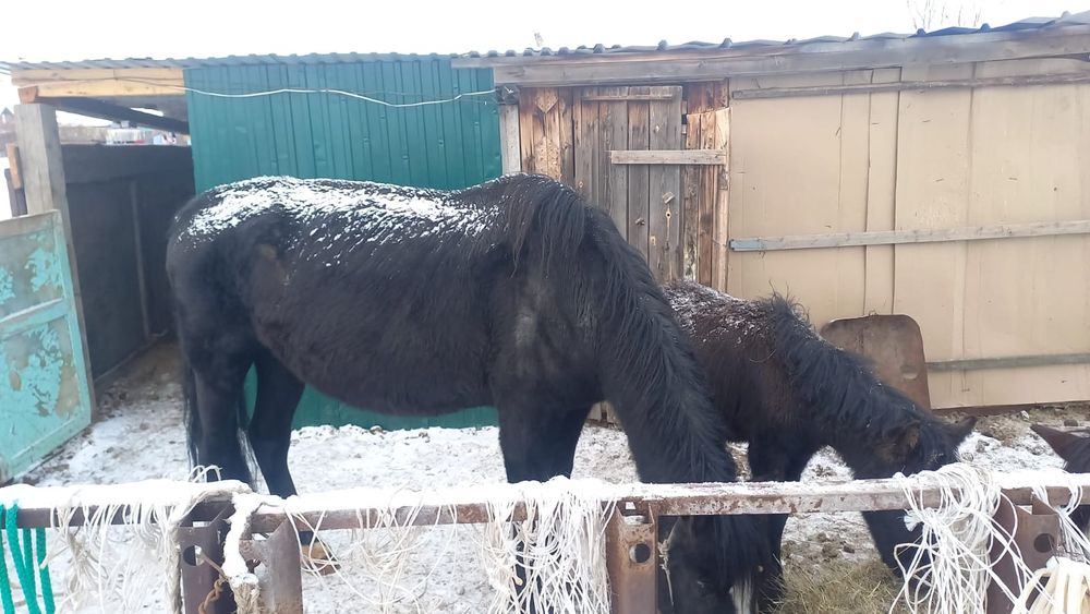 продам кобылу с жеребенком или отдельно